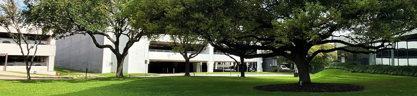 commercial tree trimming Dallas/Fort Worth